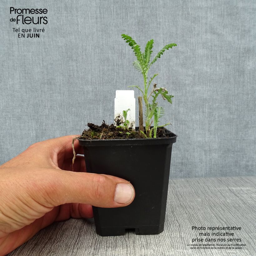 Esemplare di Achillea millefolium Walter Funcke Vasetto da 8/9 cm consegnato in estate