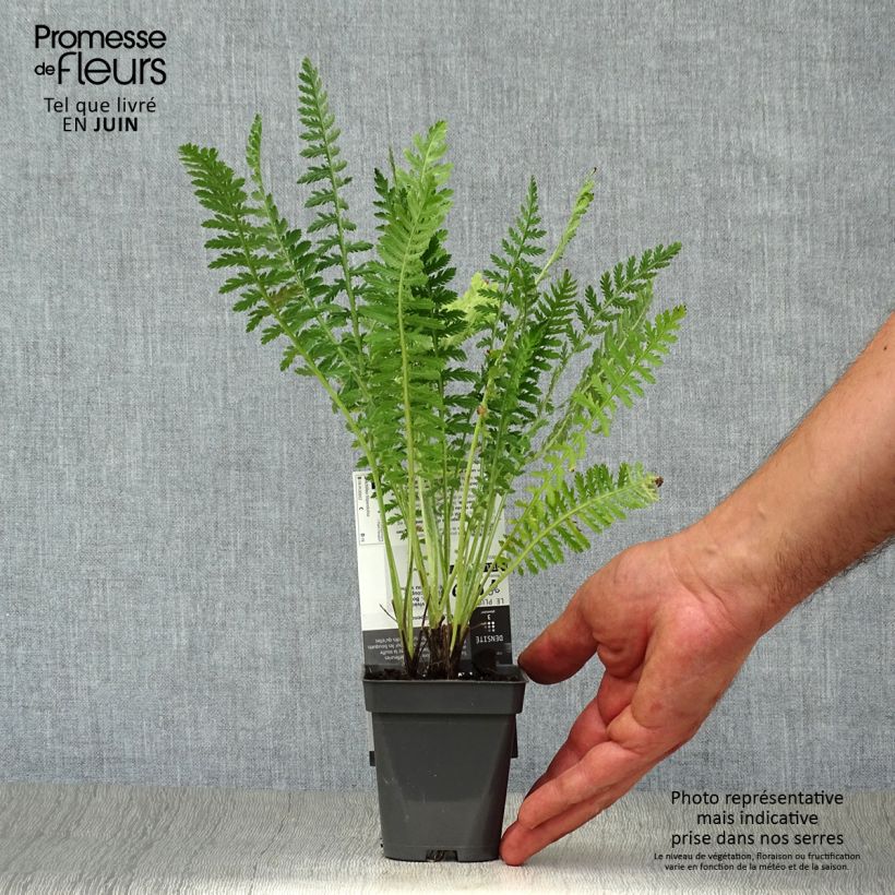 Esemplare di Achillea filipendulina Helios Vasetto da 8/9 cm consegnato in estate