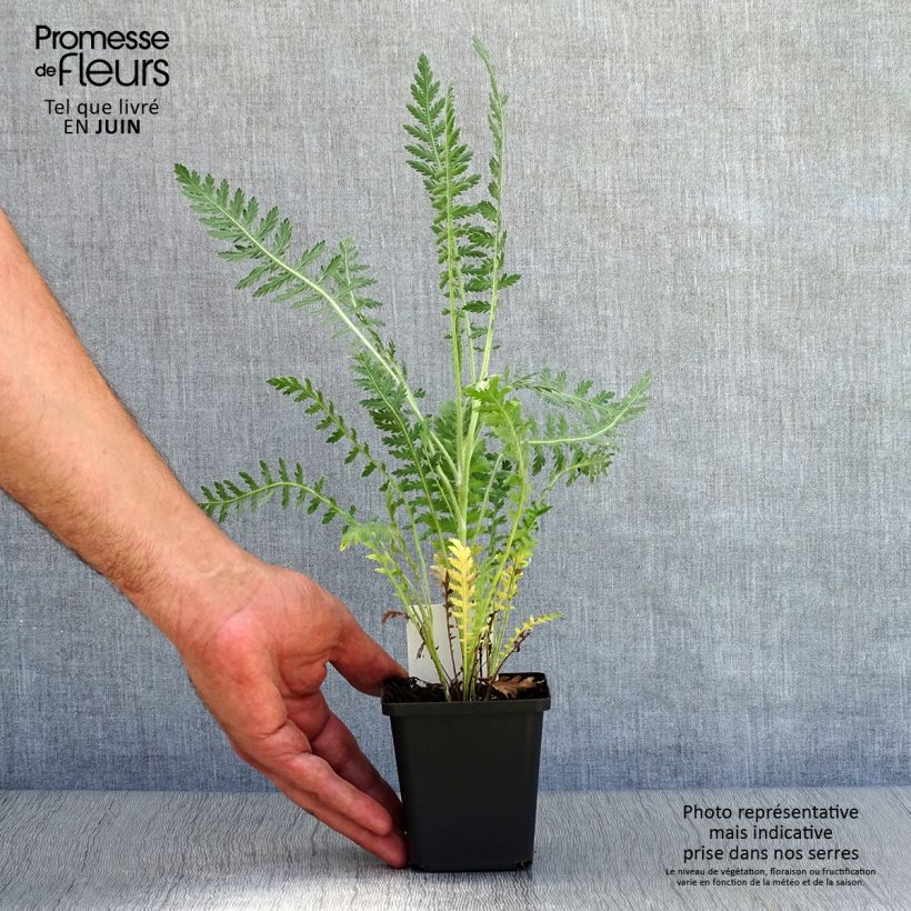 Esemplare di Achillea fillipendulina Cloth of Gold Vasetto da 8/9 cm consegnato in estate