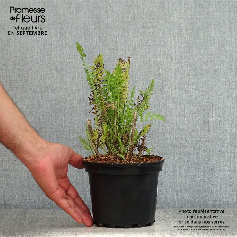 Esemplare di Achillea fillipendulina Cloth of Gold Vaso da 2L/3L consegnato in estate