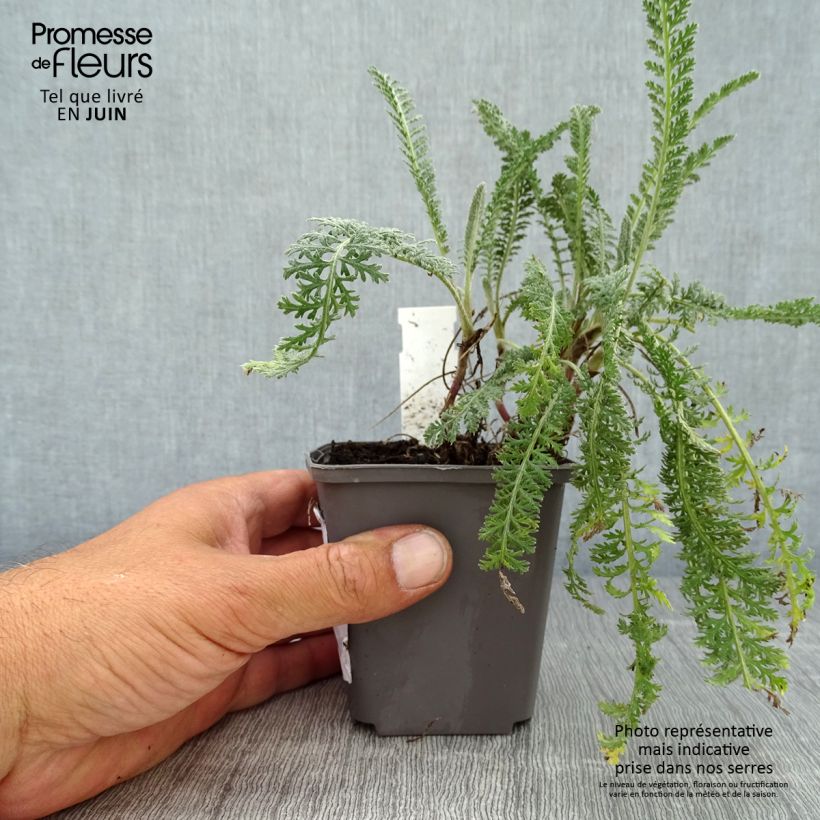 Esemplare di Achillea millefolium Hymne Vasetto da 8/9 cm consegnato in estate