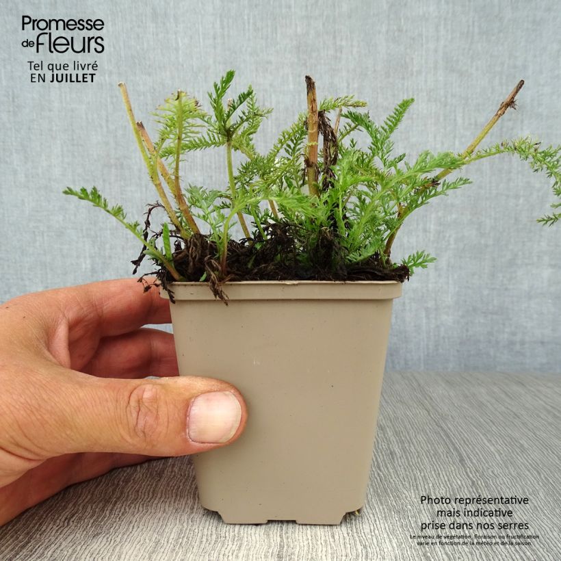 Esemplare di Achillea millefolium Lachsschönheit Vasetto da 8/9 cm consegnato in estate