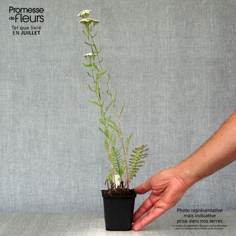Esemplare di Achillea millefolium Schneetaler Vasetto da 8/9 cm consegnato in estate