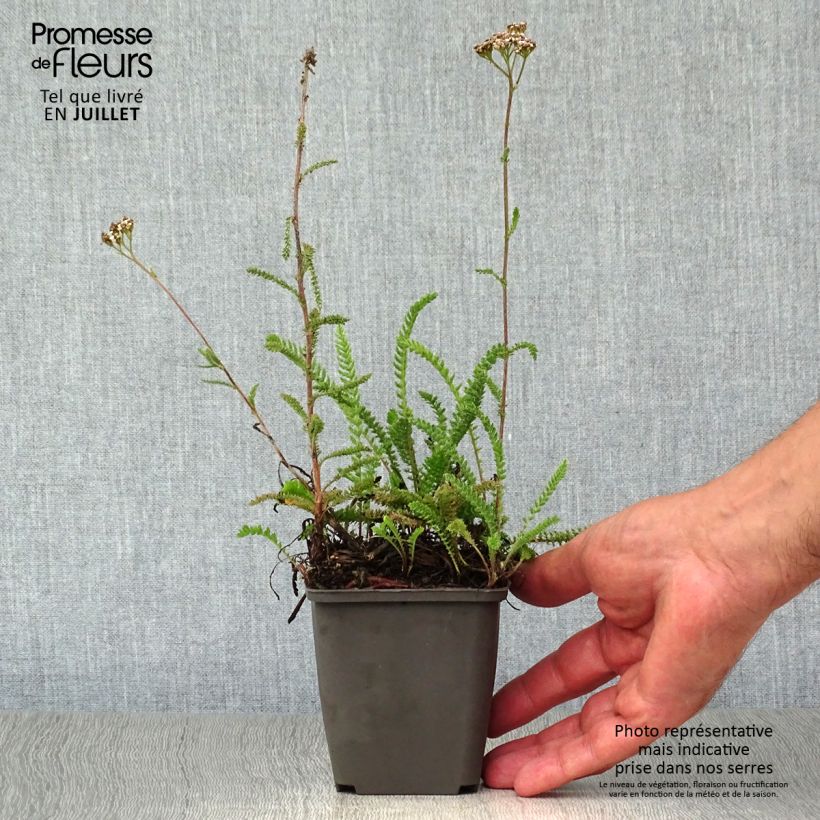 Esemplare di Achillea millefolium White Beauty Vasetto da 8/9 cm consegnato in estate
