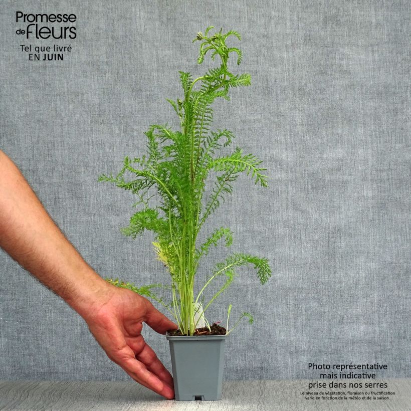 Esemplare di Achillea millefolium Cerise Queen Vasetto da 8/9 cm consegnato in estate