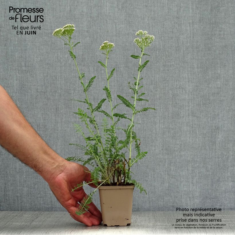 Esemplare di Achillea millefolium Heinrich Vogeler Vasetto da 8/9 cm consegnato in estate
