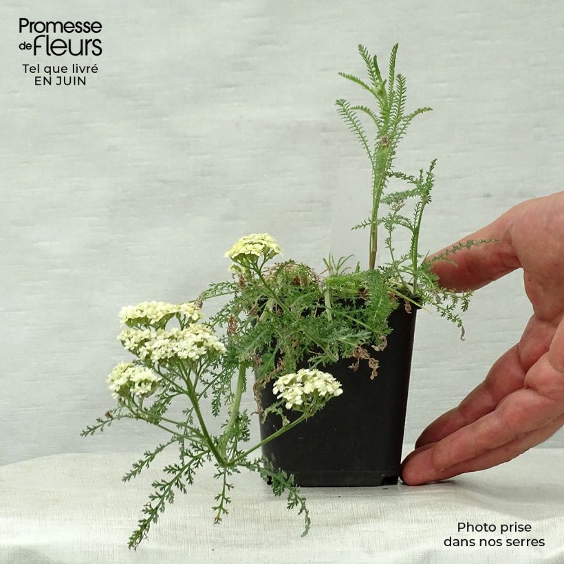 Esemplare di Achillea millefolium Hella Glashoff Vasetto da 8/9 cm consegnato in estate