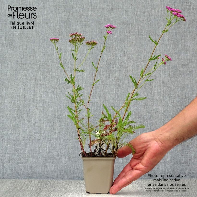 Esemplare di Achillea millefolium Lilac Beauty Vasetto da 8/9 cm consegnato in estate