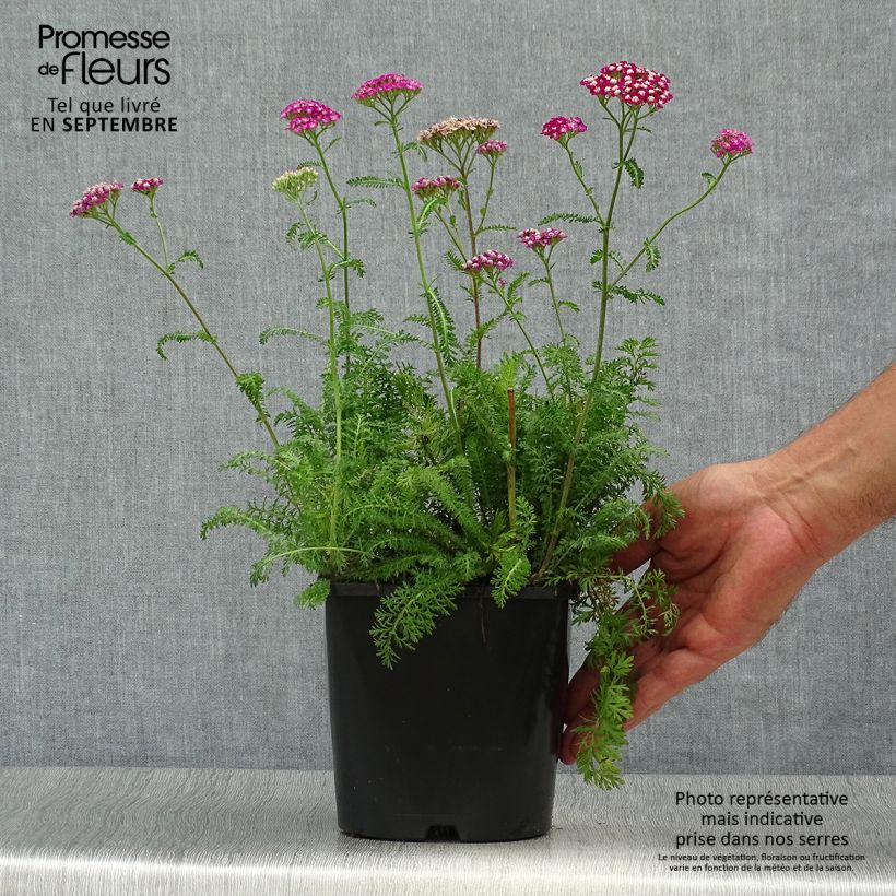 Esemplare di Achillea millefolium New Vintage Violet Vaso da 2L/3L come consegnato in autunno