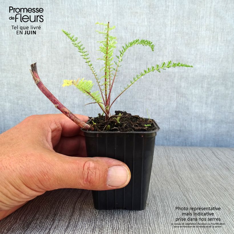Esemplare di Achillea millefolium Paprika Vasetto da 7/8 cm consegnato in estate