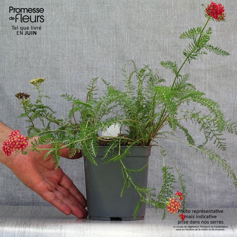 Esemplare di Achillea millefolium Paprika Vaso da 2L/3L consegnato in estate