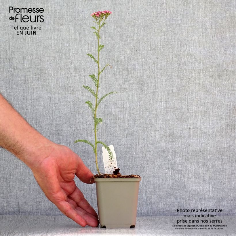 Esemplare di Achillea millefolium Petra Vasetto da 8/9 cm consegnato in estate