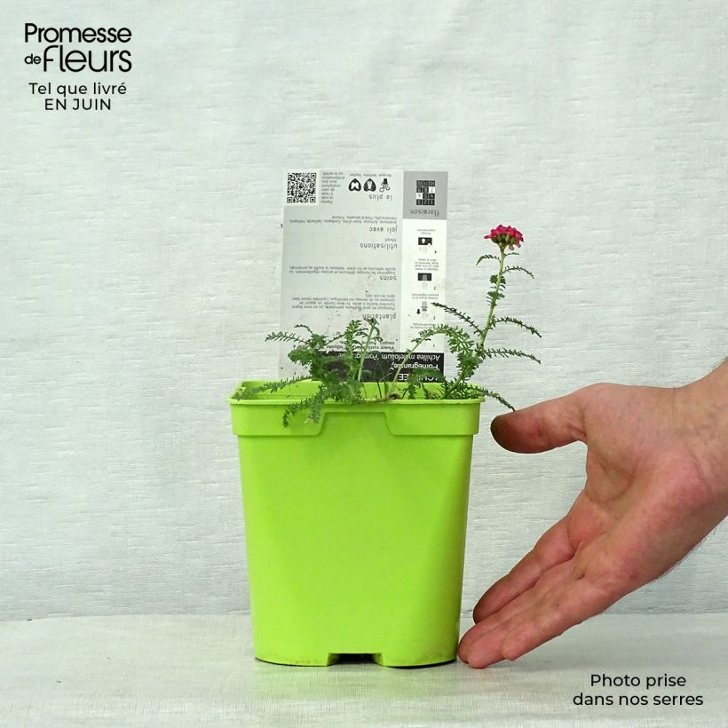 Esemplare di Achillea millefolium Pomegranate Vaso da 2L/3L consegnato in estate
