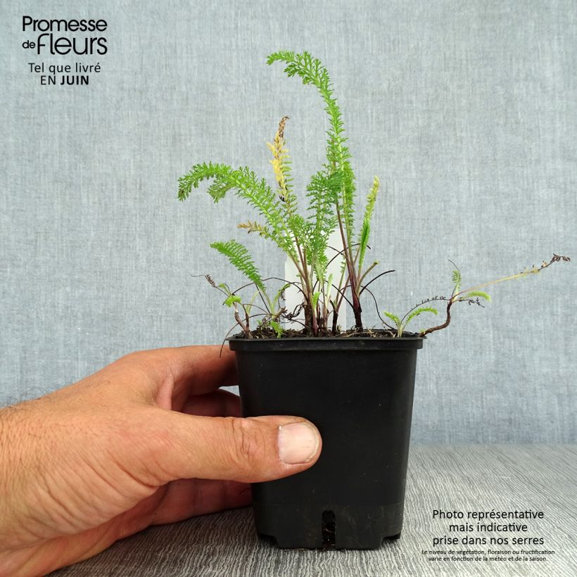 Esemplare di Achillea millefolium Summer Pastel Vasetto da 7/8 cm consegnato in estate