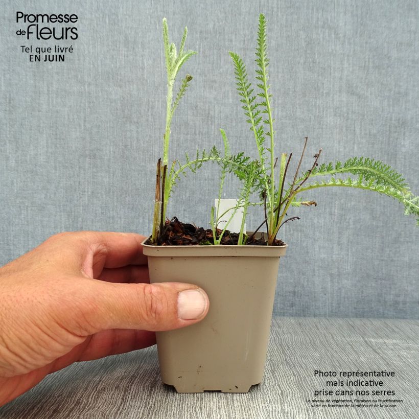 Esemplare di Achillea millefolium Terracotta Vasetto da 8/9 cm consegnato in estate