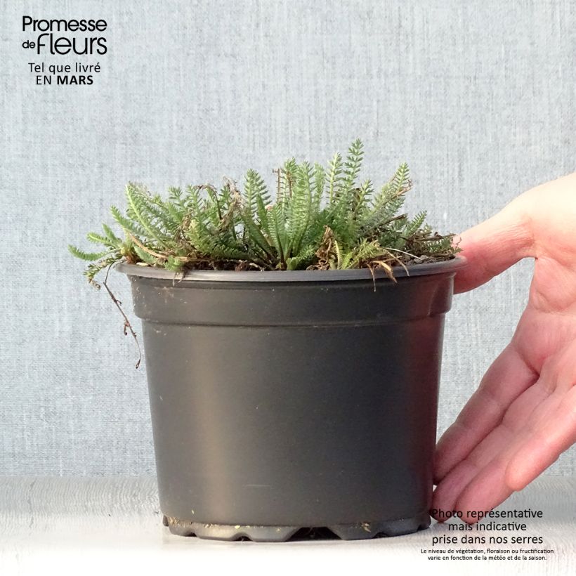 Achillea millefolium Terracotta Vaso da 2L/3L esemplare consegnato in primavera