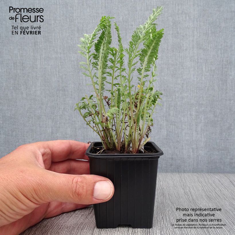 Esemplare di Achillea millefolium The Beacon Vasetto da 8/9 cm come consegnato in autunno
