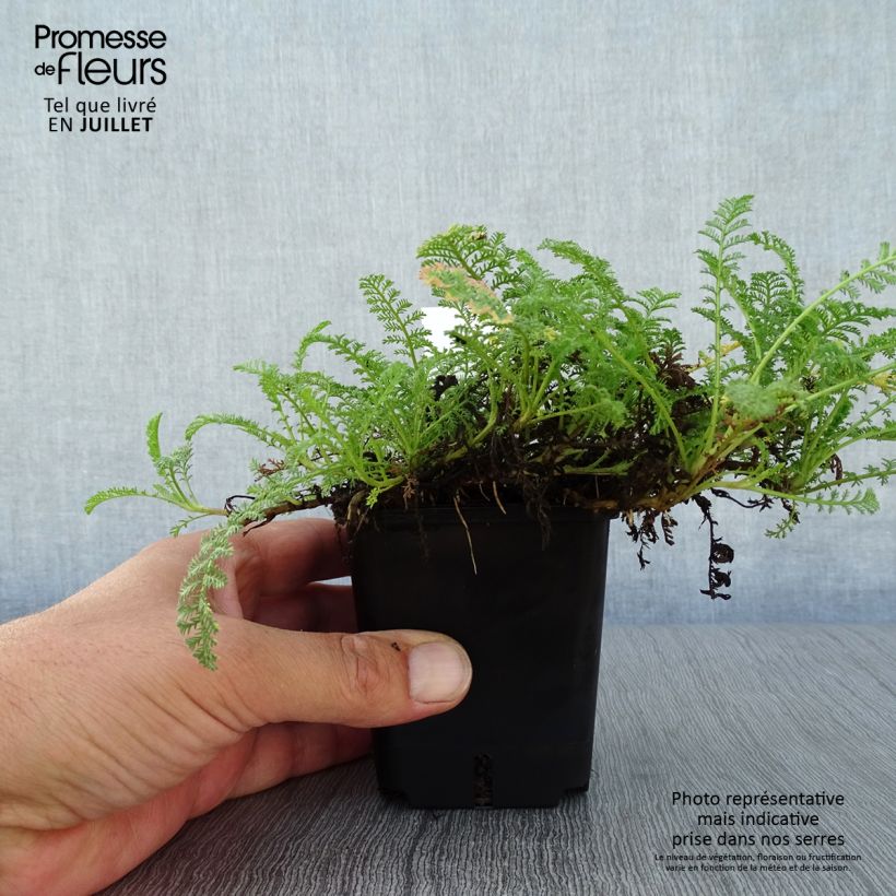 Esemplare di Achillea odorata - Millefoglio Vasetto da 8/9 cm consegnato in estate