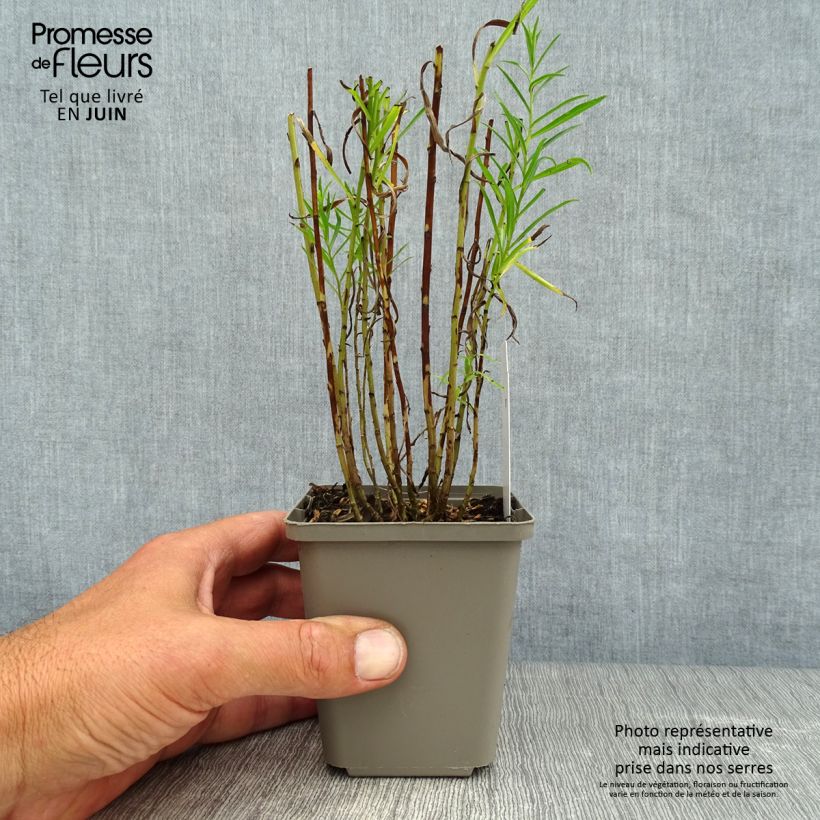 Esemplare di Achillea ptarmica The Pearl Vasetto da 8/9 cm consegnato in estate