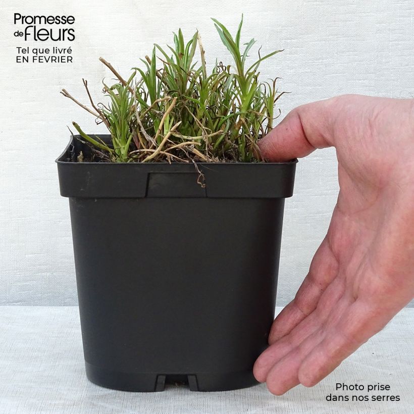 Achillea ptarmica The Pearl Vaso da 2L/3L esemplare consegnato in inverno