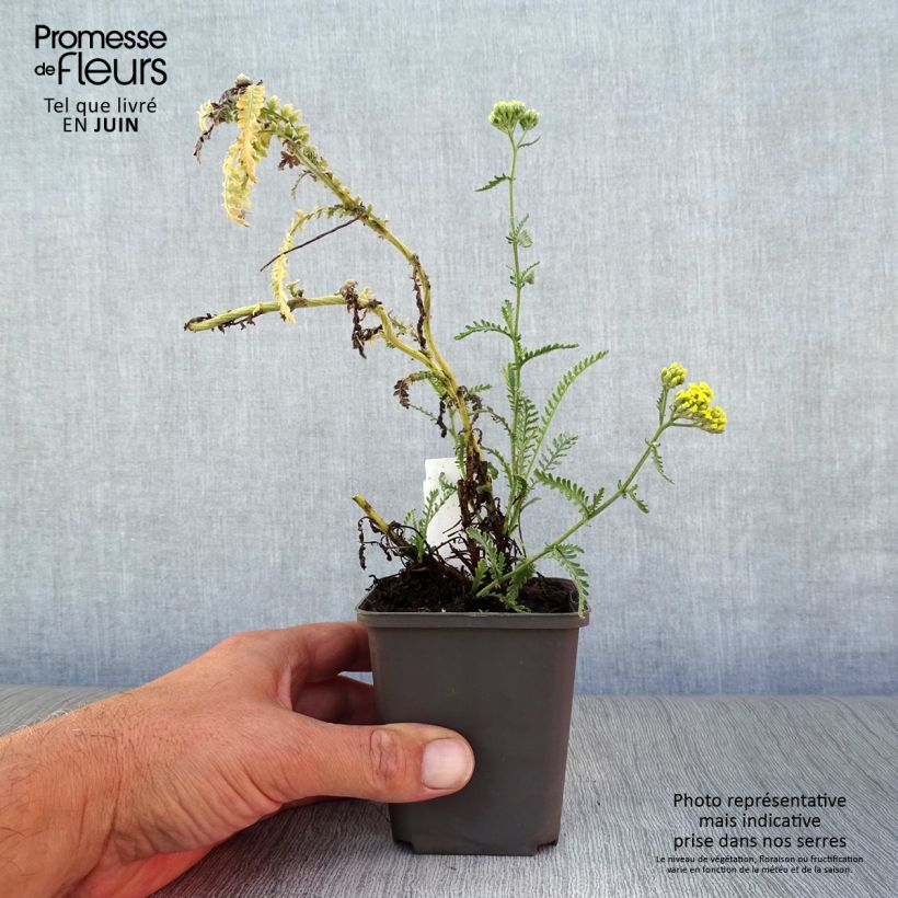 Esemplare di Achillea taygetea Vasetto da 8/9 cm consegnato in estate