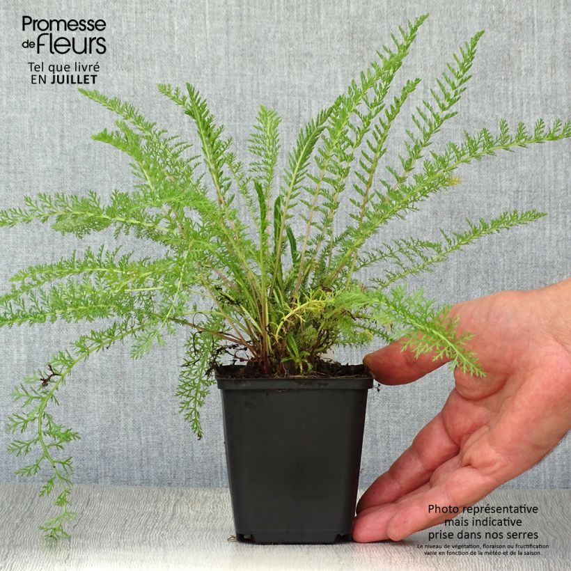Esemplare di Achillea tomentosa - Millefoglio giallo Vasetto da 8/9 cm consegnato in estate