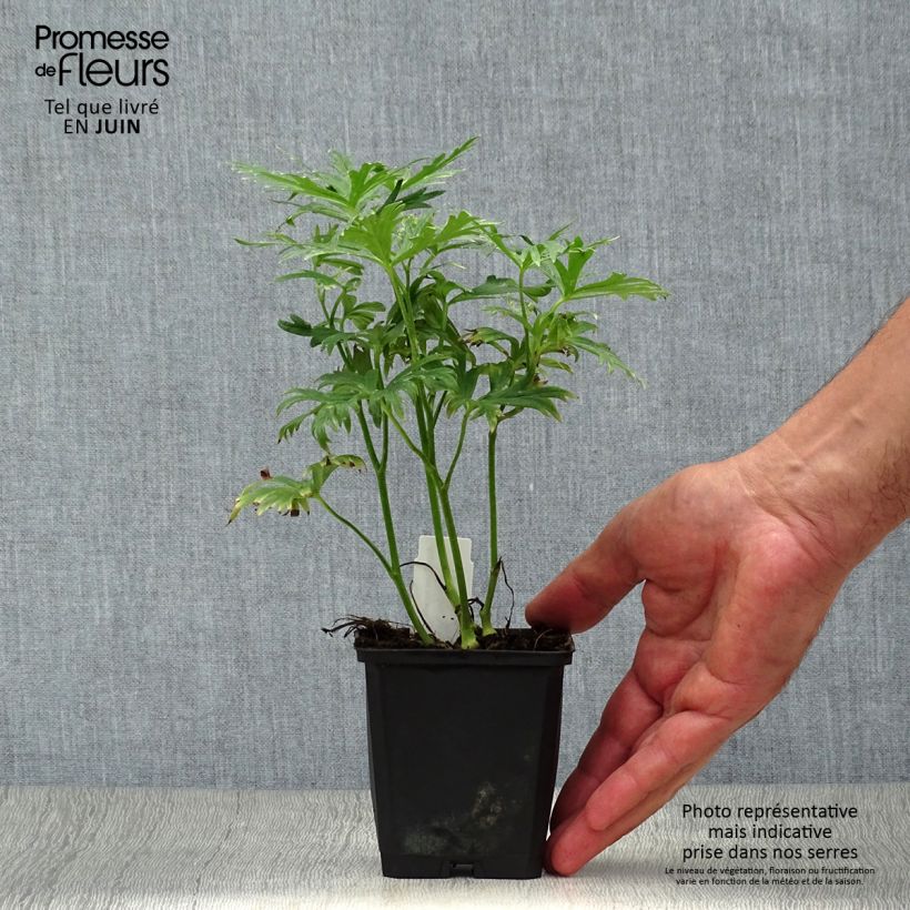 Esemplare di Aconitum napellus Rubellum - Aconito napello Vasetto da 8/9 cm consegnato in estate