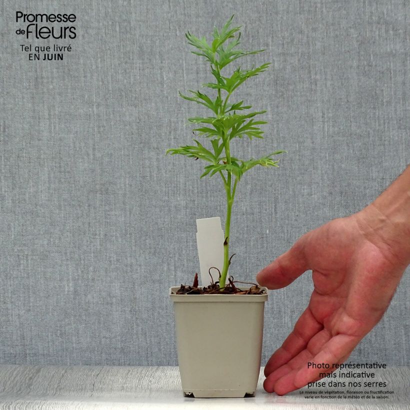 Esemplare di Aconitum napellus Schneewittchen - Aconito napello Vasetto da 8/9 cm consegnato in estate