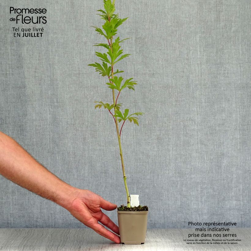 Esemplare di Aconitum carmichaelii Arendsii - Aconito Vasetto da 8/9 cm consegnato in estate