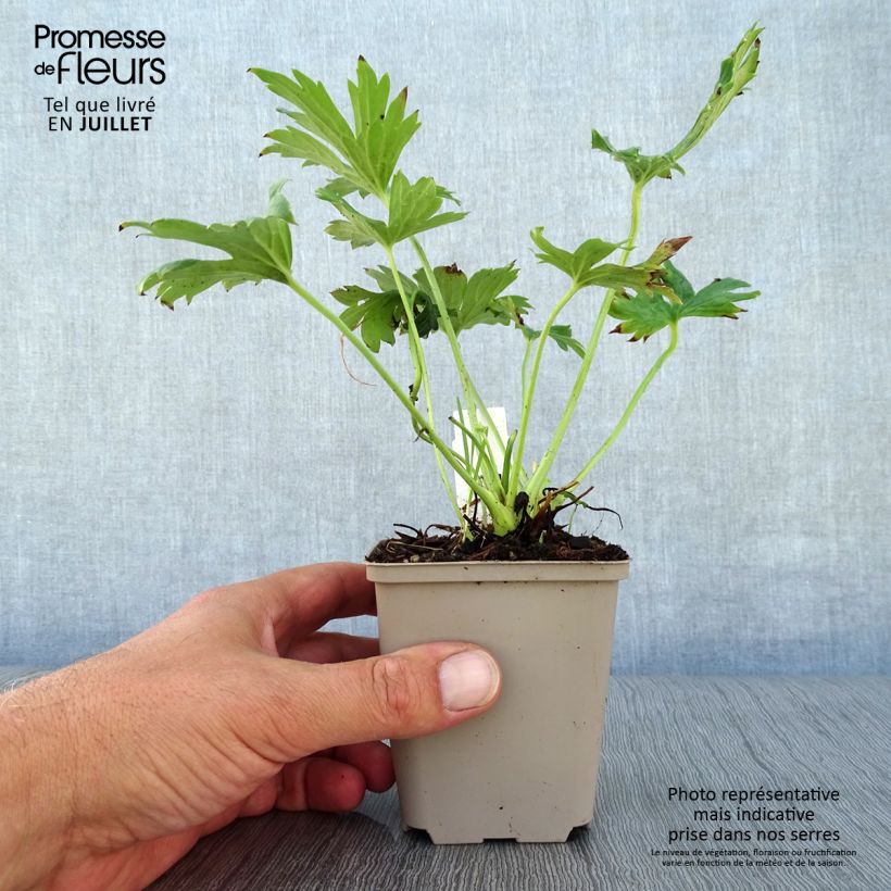 Esemplare di Aconitum septentrionale Ivorine Vasetto da 8/9 cm consegnato in estate