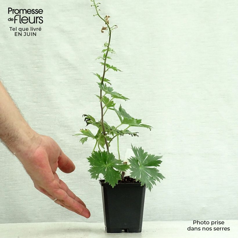Esemplare di Aconitum lamarckii Vasetto da 8/9 cm consegnato in estate