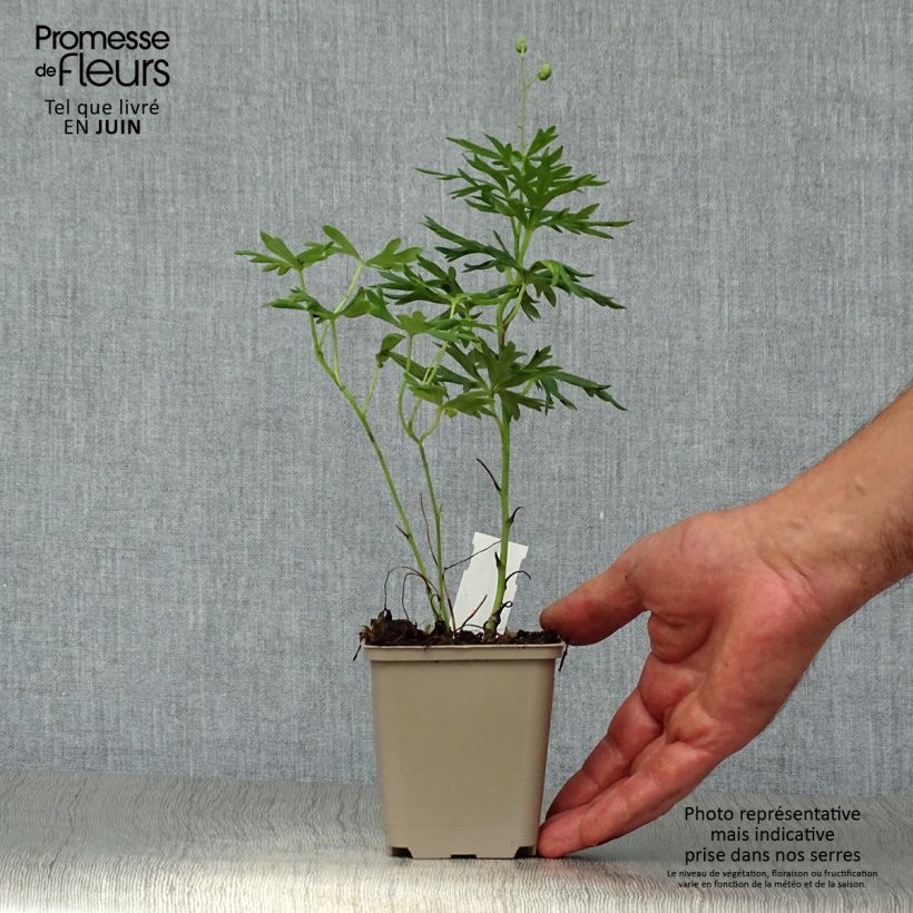 Esemplare di Aconitum napellus - Aconito napello Vasetto da 8/9 cm consegnato in estate