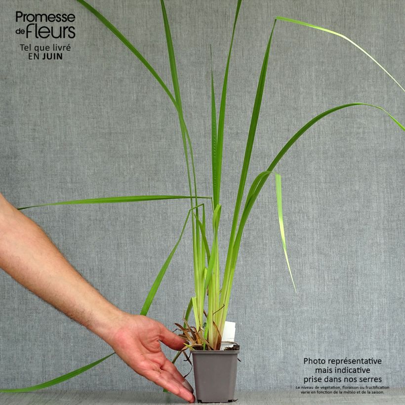 Esemplare di Acorus calamus - Calamo aromatico Vasetto da 8/9 cm consegnato in estate
