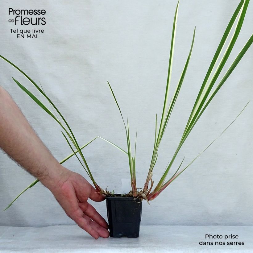 Acorus calamus Variegatus - Calamo aromatico Vasetto da 8/9 cm esemplare consegnato in primavera