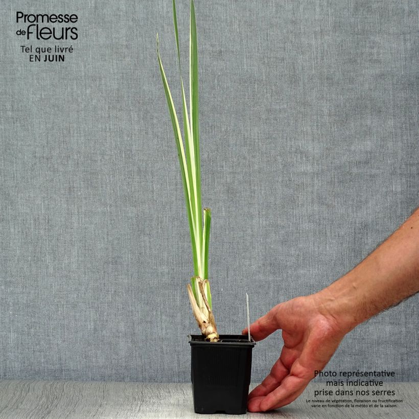 Esemplare di Acorus calamus Variegatus - Calamo aromatico Vasetto da 8/9 cm consegnato in estate