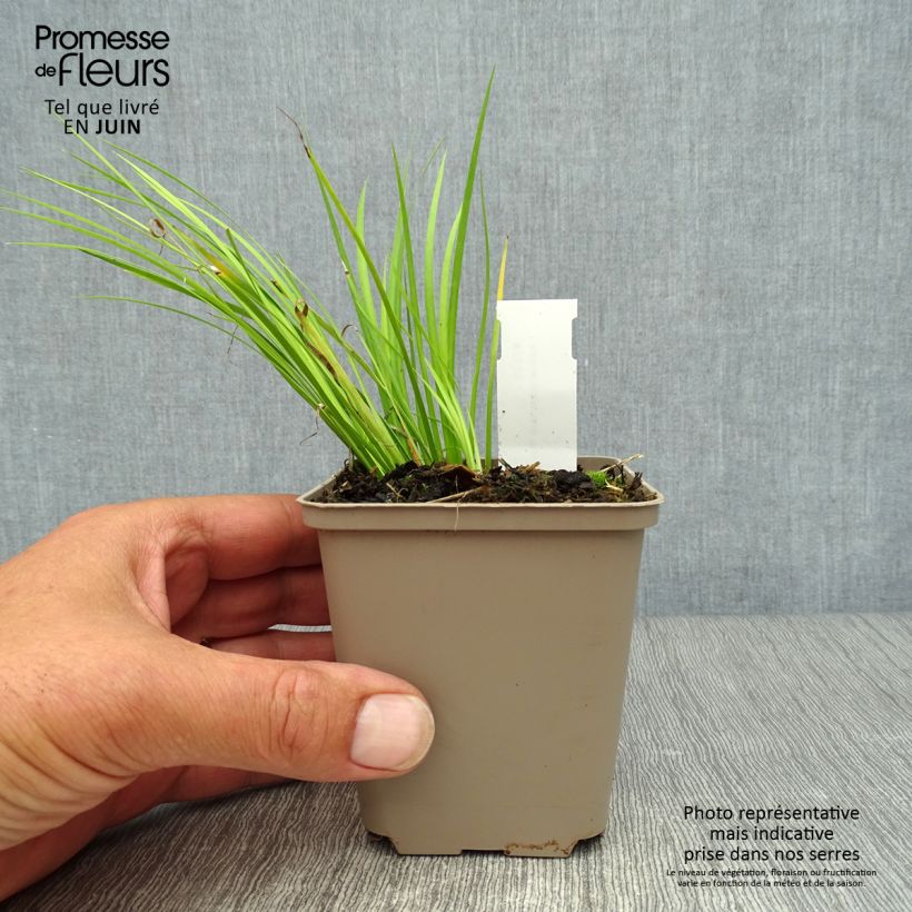 Esemplare di Acorus gramineus Hakuro Nishiki - Piccolo calamo Vasetto da 8/9 cm consegnato in estate