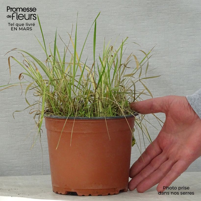 Acorus gramineus Variegatus - Piccolo calamo Vaso da 2L/3L esemplare consegnato in primavera