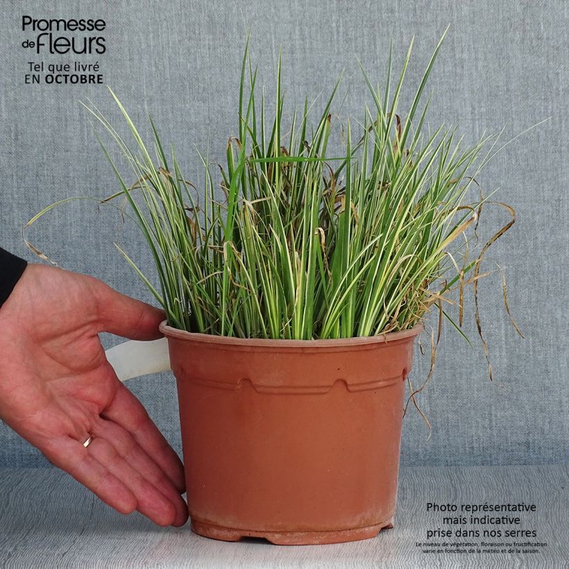 Esemplare di Acorus gramineus Variegatus - Piccolo calamo Vaso da 2L/3L come consegnato in autunno