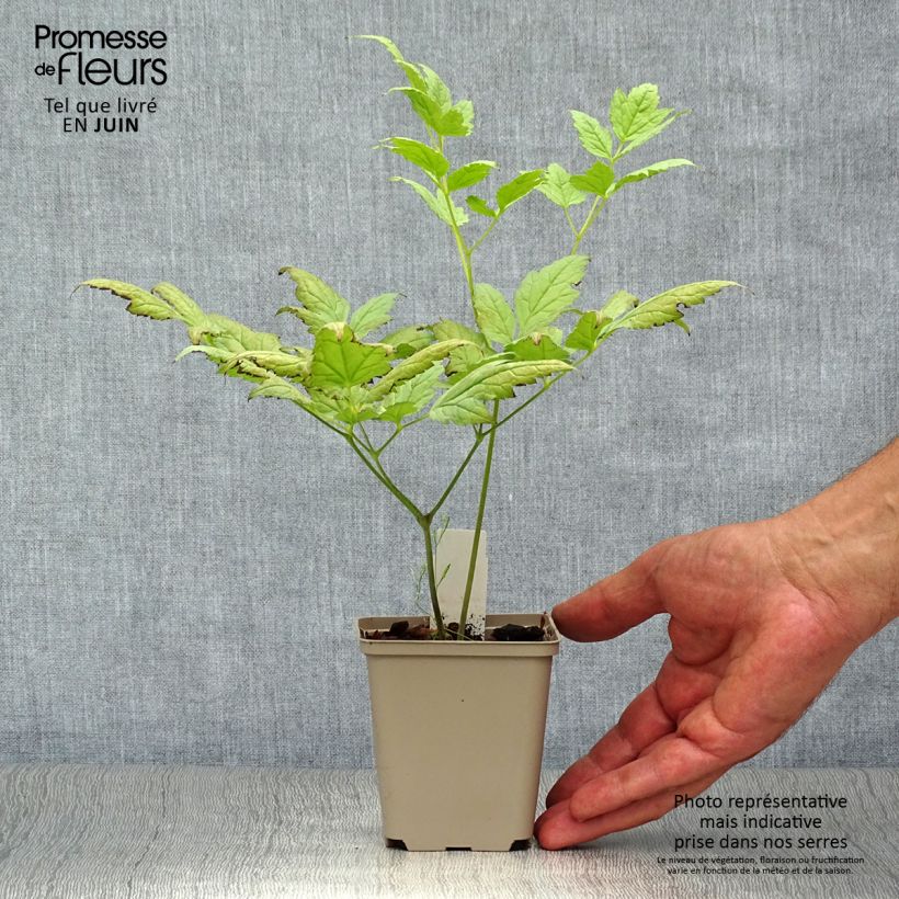 Esemplare di Actaea pachypoda Misty Blue - Occhi di bambola Vasetto da 8/9 cm consegnato in estate