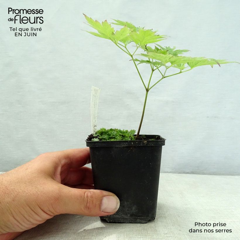 Esemplare di Actaea rubra Vasetto da 8/9 cm consegnato in estate