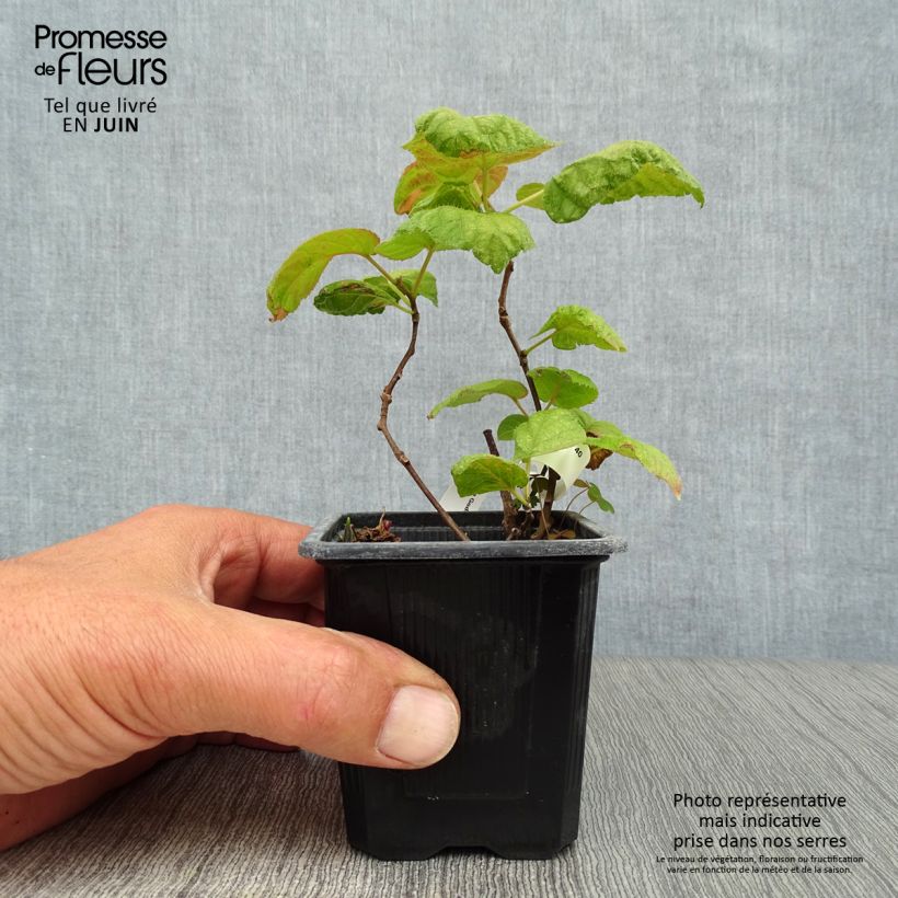 Esemplare di Actinidia kolomikta - Kiwi tricolore Vasetto da 8/9 cm consegnato in estate