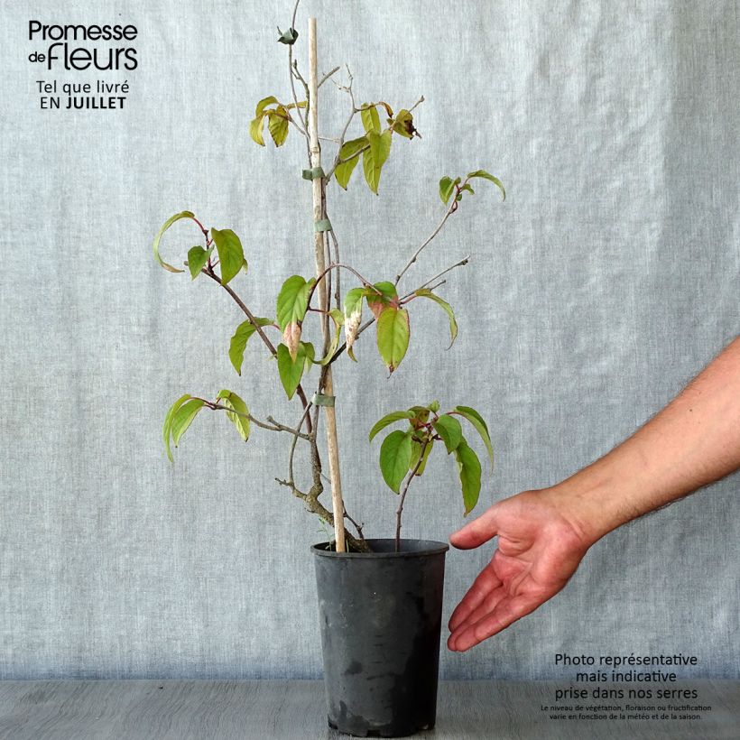 Esemplare di Actinidia pilosula - Kiwi ornamentale Vaso da 2L/3L consegnato in estate
