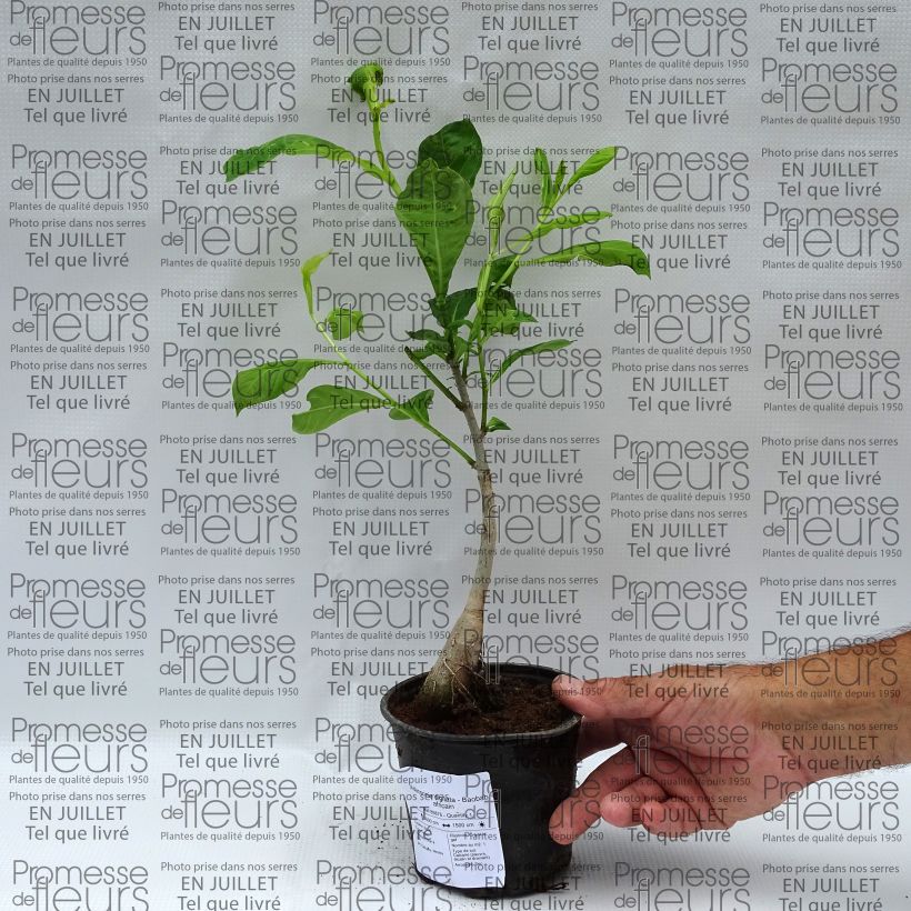 Esemplare di Adansonia digitata - Baobab africano Vaso da 20L/25L consegnato in estate