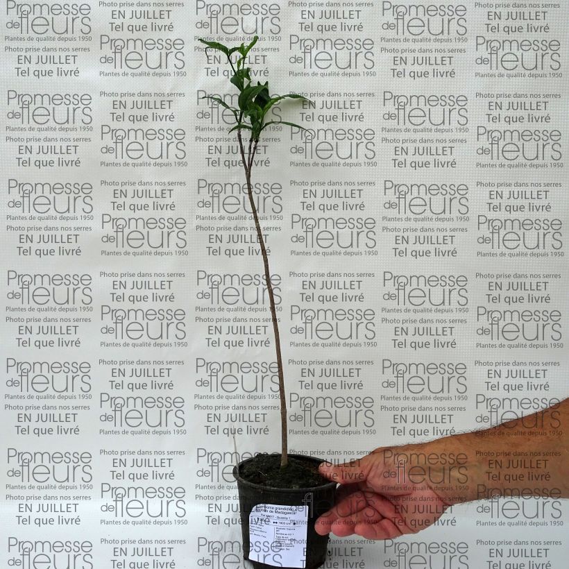 Esemplare di Adansonia grandidieri - Baobab di Grandidier Vaso da Ø 12 cm / 13 cm consegnato in estate