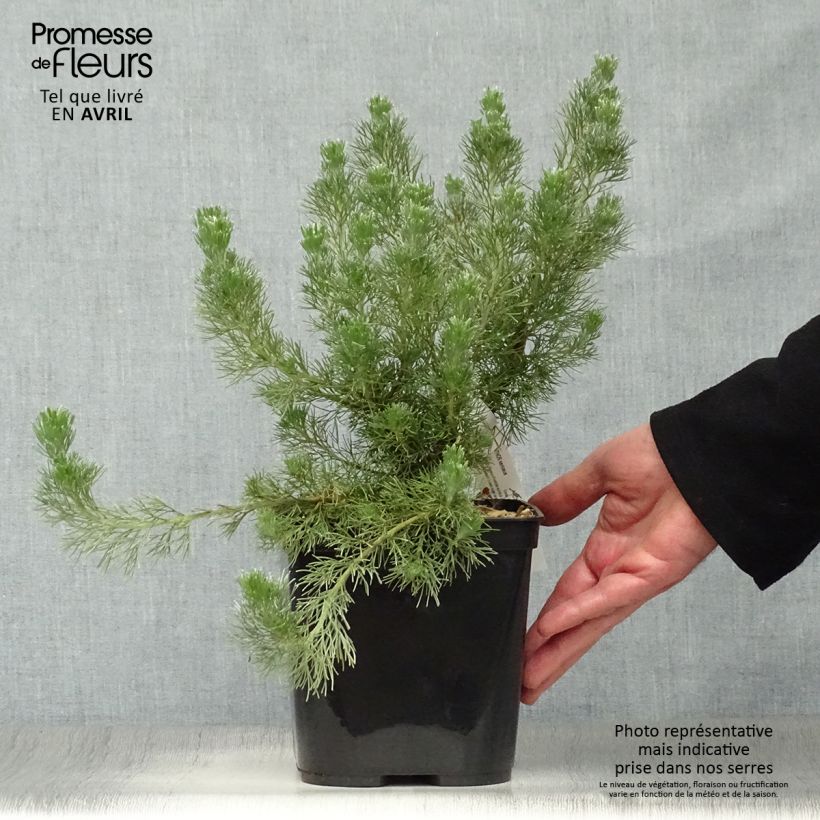 Adenanthos sericeus - Buisson laineux Pot de 2L/3L esemplare consegnato in primavera