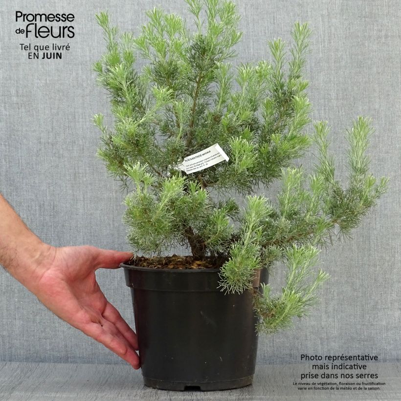 Esemplare di Adenanthos sericeus Vaso da 2L/3L consegnato in estate