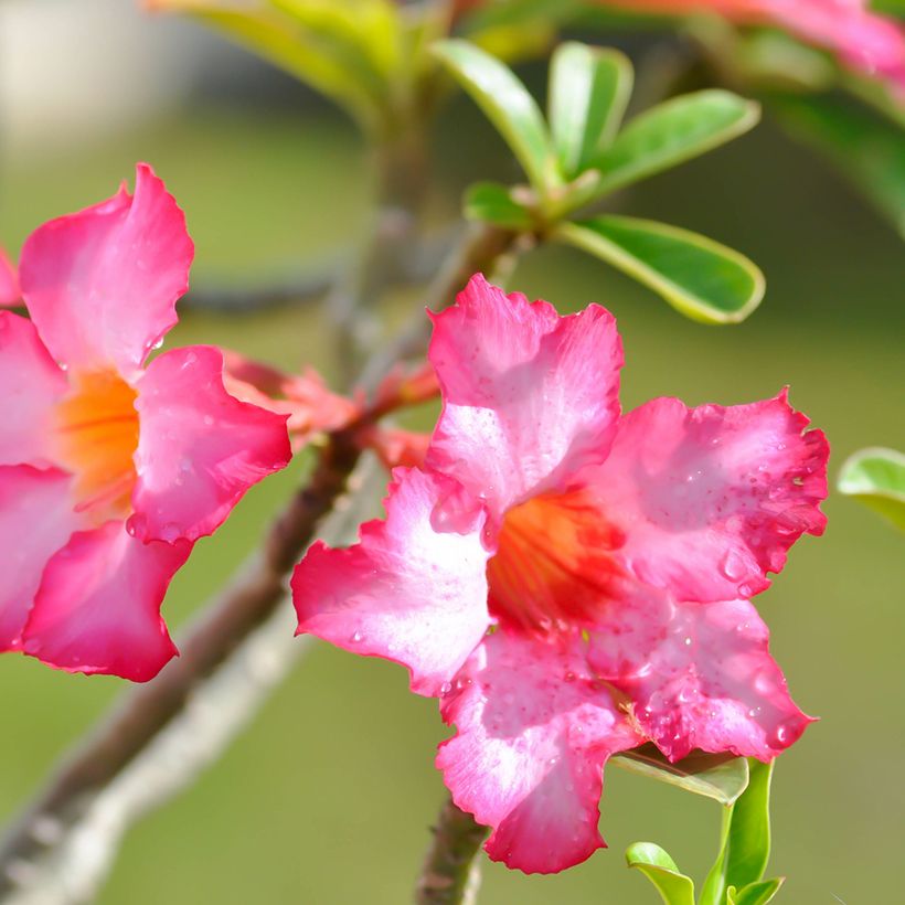 Adenium obesum - Rosa del deserto (Fioritura)