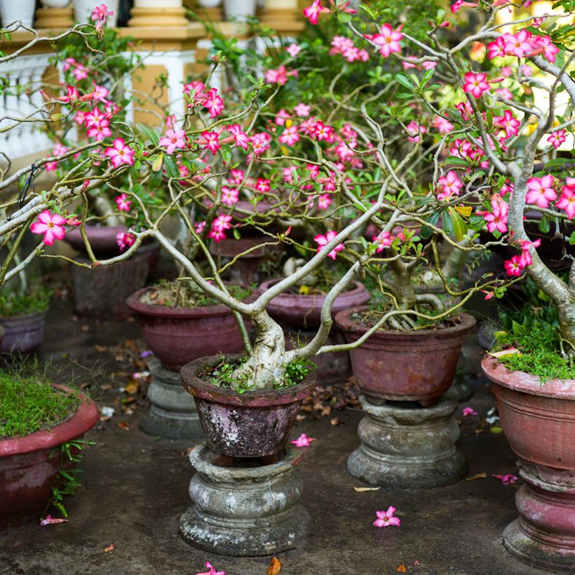 Adenium obesum - Rosa del deserto (Porto)