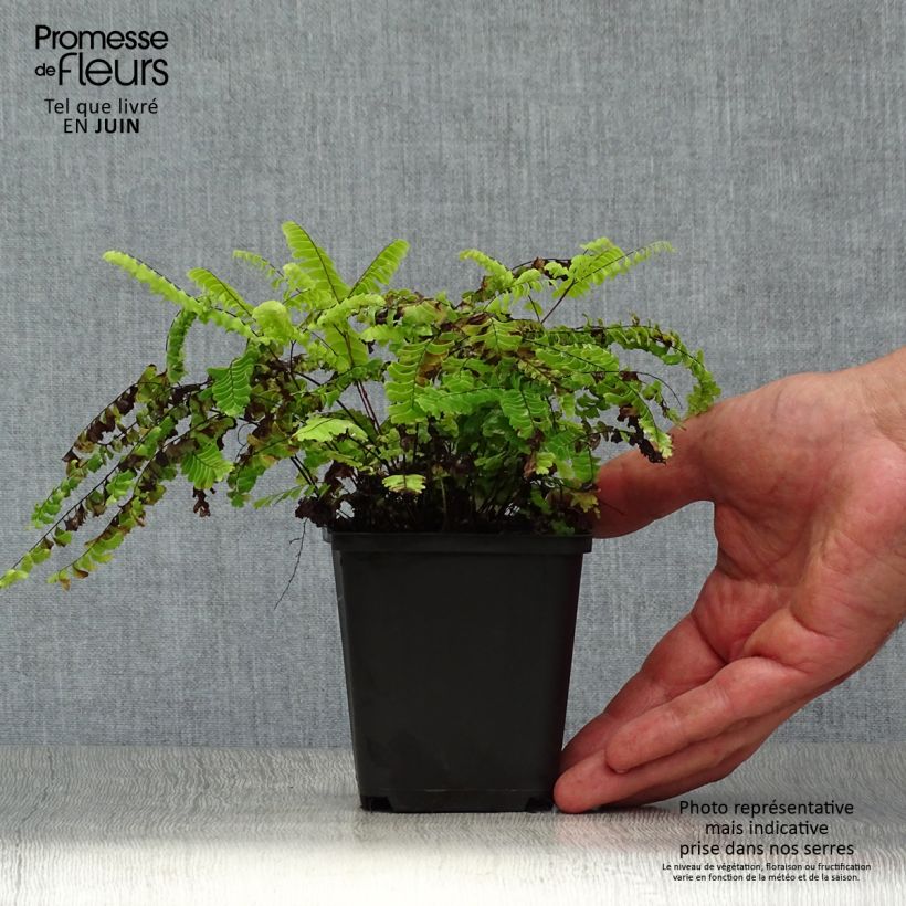 Esemplare di Adiantum aleuticum Imbricatum - Felce capelvenere Vasetto da 8/9 cm consegnato in estate