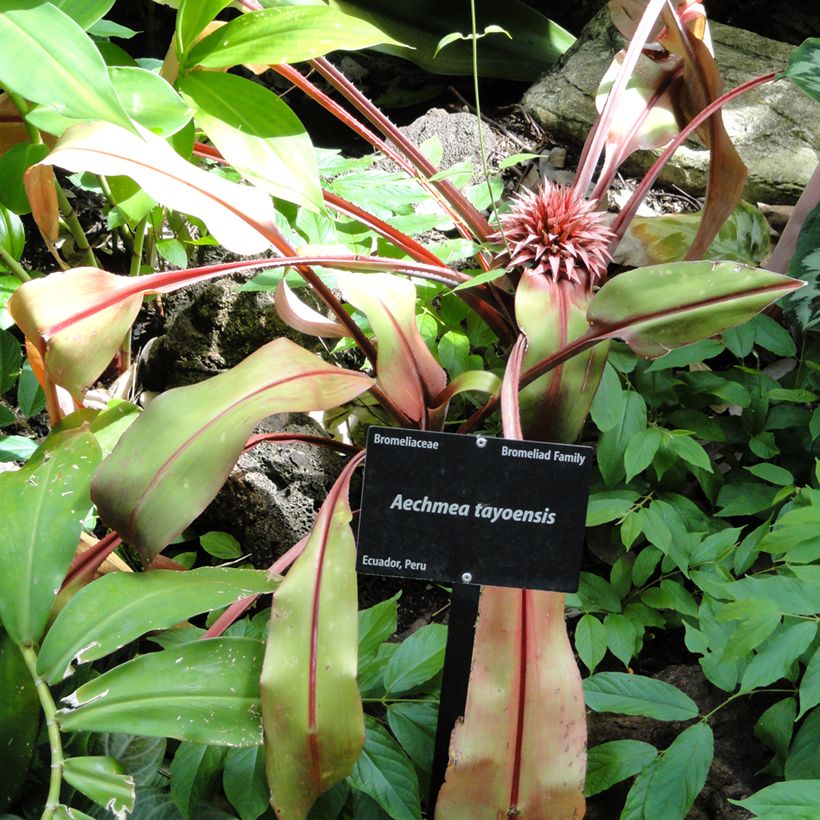 Aechmea tayoensis (Porto)